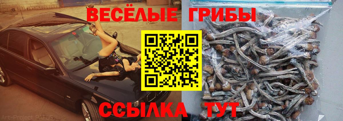 Псилоцибиновые грибы Cubensis Шахты